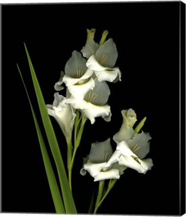 Framed Gladiola Print