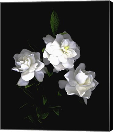 Framed Gardenia Print