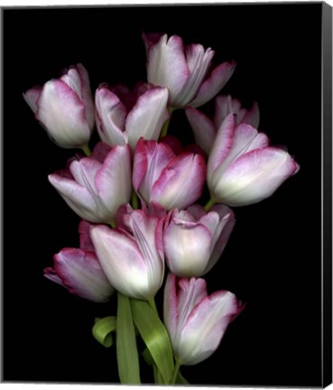 Framed Tulips1 Print