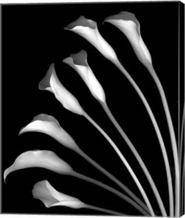 Framed Crystal Blush Calla Lilies Print