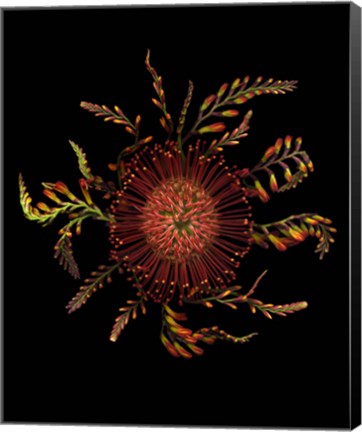 Framed Protea Pincushion Print