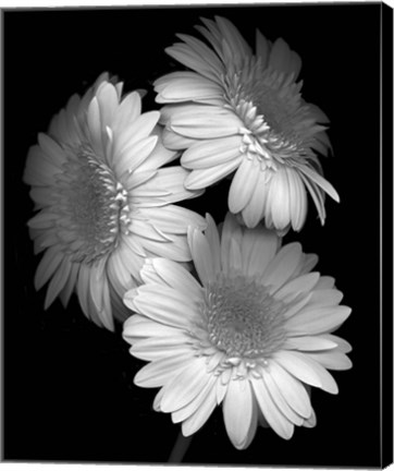 Framed Gerbera Daisy Print
