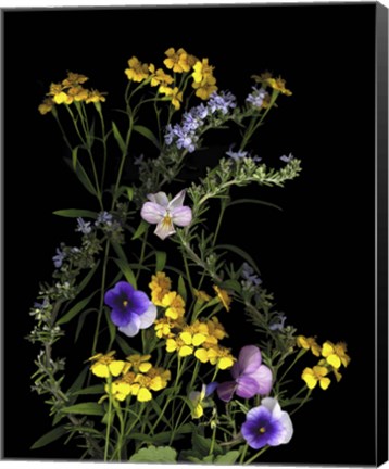 Framed Pansy, Rosemary &amp; French Tarragon Print
