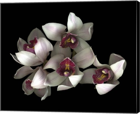 Framed Pale Pink&amp; Fushia Orchid 2 Print