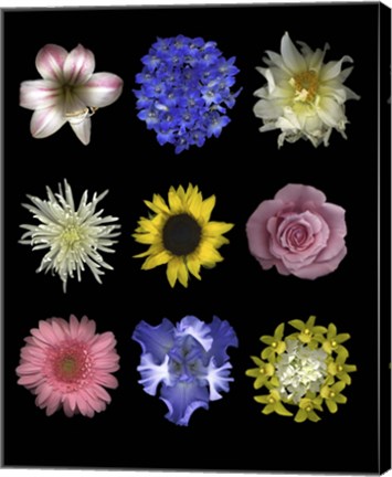 Framed Flower 9 Patch Print