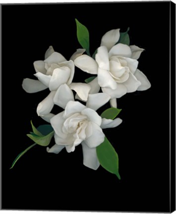 Framed Gardenias 2 Print