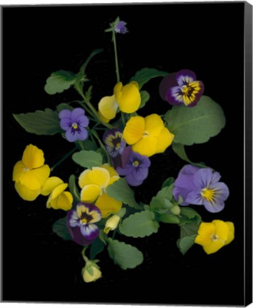 Framed Pansies 1 Print