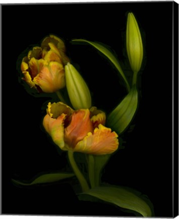 Framed Tulips Print