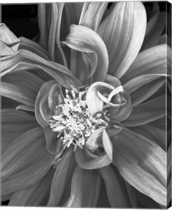 Framed Dalia 2013 Print