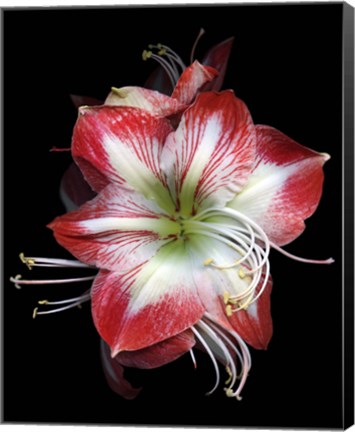 Framed Winter Amaryllis Print