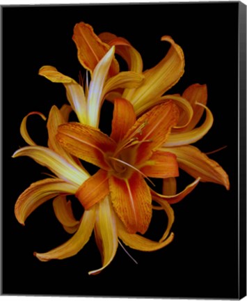 Framed Day Lilies Print