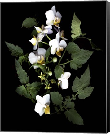 Framed Orchid With Cherry Tomato Print