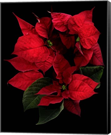 Framed Poinsettia 2014 Print