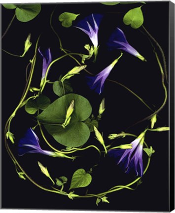 Framed Morning Glory Print