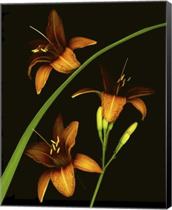 Framed Daylily Print