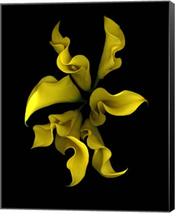 Framed Calla Lilies 4 Print