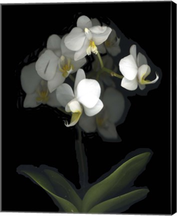 Framed Mini White Orchids Print