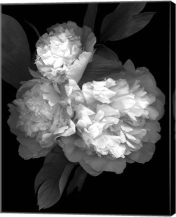 Framed Peony &#39;08 3 Print