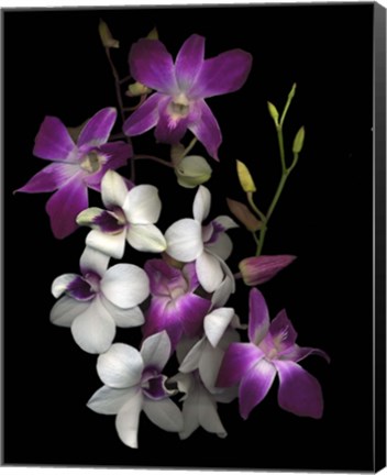 Framed Dendrobium Orchids Print