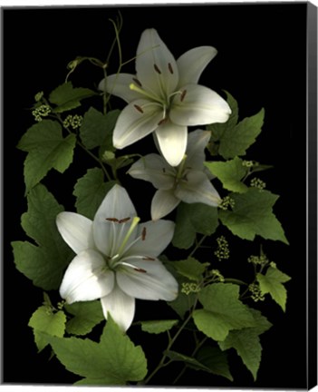 Framed White Lilies &#39;06 Print