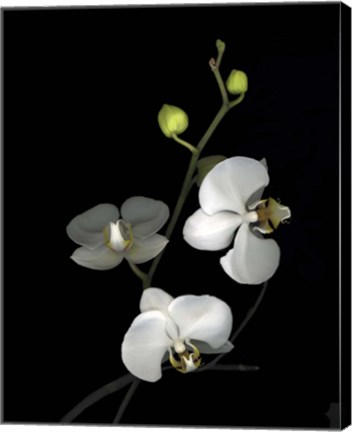 Framed Orchid &#39;06 Print