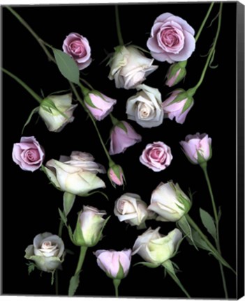 Framed Pink &amp; White Roses 5 Print