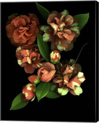 Framed Camellia 3 Print