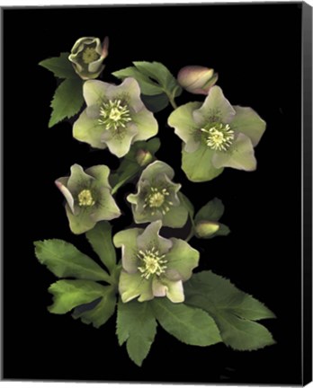 Framed Lenten Rose Print