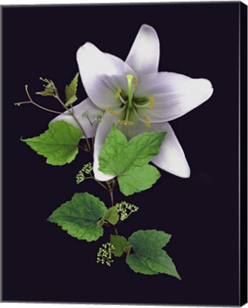 Framed White Lily Print