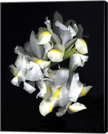 Framed White Iris Print