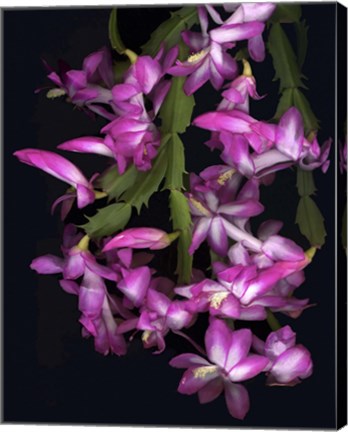 Framed Christmas Cactus Print