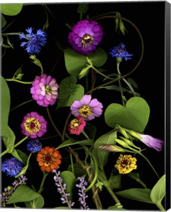 Framed Summer &#39;06 Zinnia Print