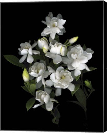 Framed Gardenia &#39;06 Print