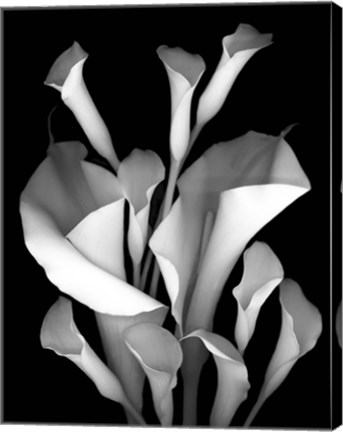 Framed White Calla 2 Print