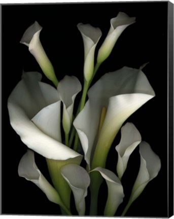 Framed White &amp; Crystal Blue Callas 2 Print