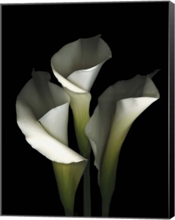 Framed White Calla 1 Print