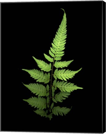 Framed Fern 3 Print