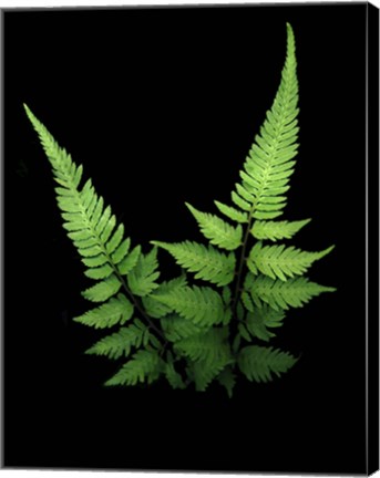 Framed Fern 2 Print