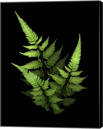 Framed 3 Ferns Print