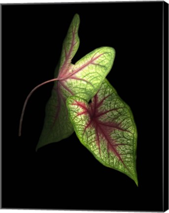 Framed Caladium Leaves 3 Print