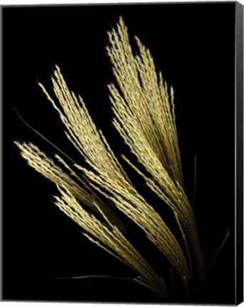 Framed Decorative Grass Print