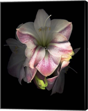 Framed Amaryllis Print