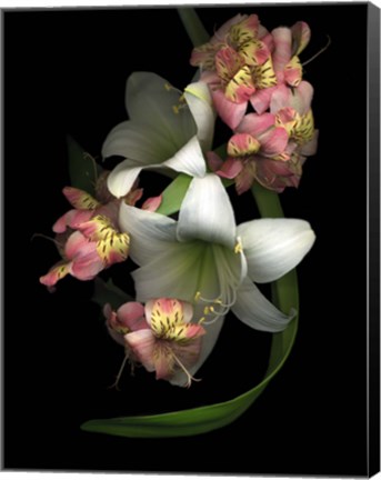 Framed White Amaryllis &amp; Alstromeria Print