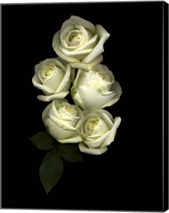 Framed White Roses Print