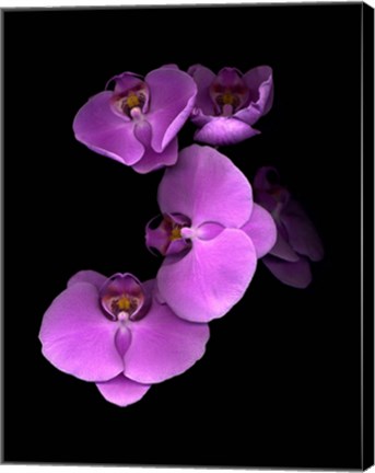 Framed Pink Orchids Print