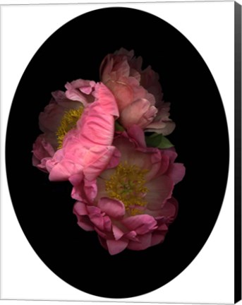 Framed 3 Peonies &#39;08 Print