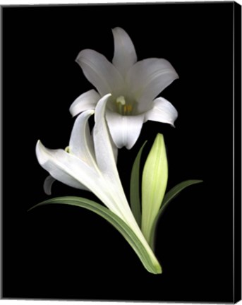 Framed Easter Lilies 3 Print