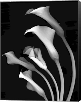 Framed Calla Lilies 3 Print