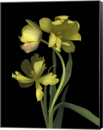 Framed Yellow Dutch Tulip 1 Print