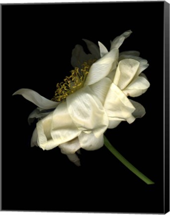 Framed Waning Peony 5 Print